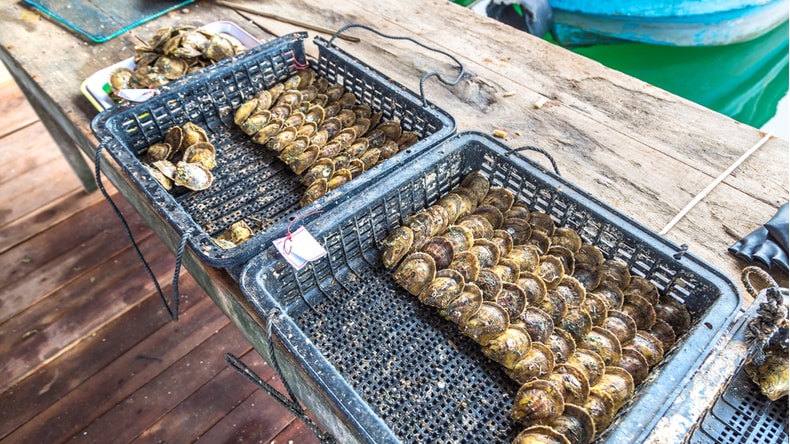 Where to Buy Pearls in Halong Bay